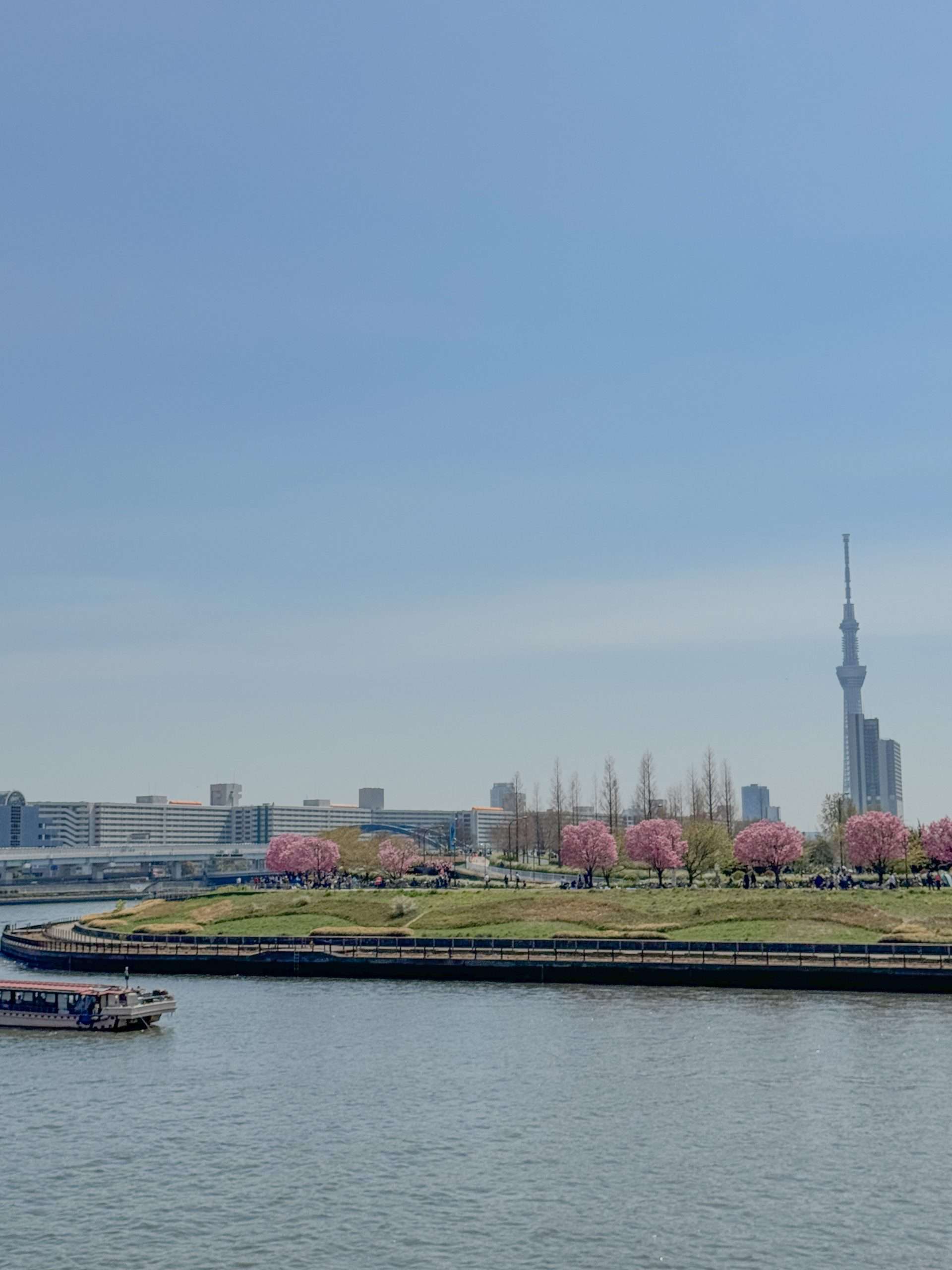 See Cherry Blossoms in Japan: Shioiri Park, Tokyo