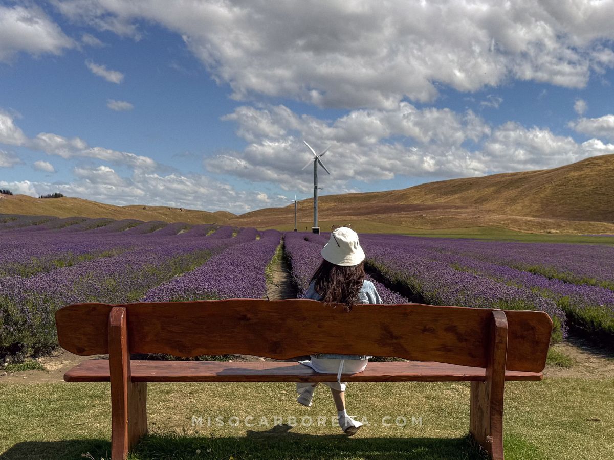 Lavender Farm near Lake Tekapo, NZ: 7 Things to Expect